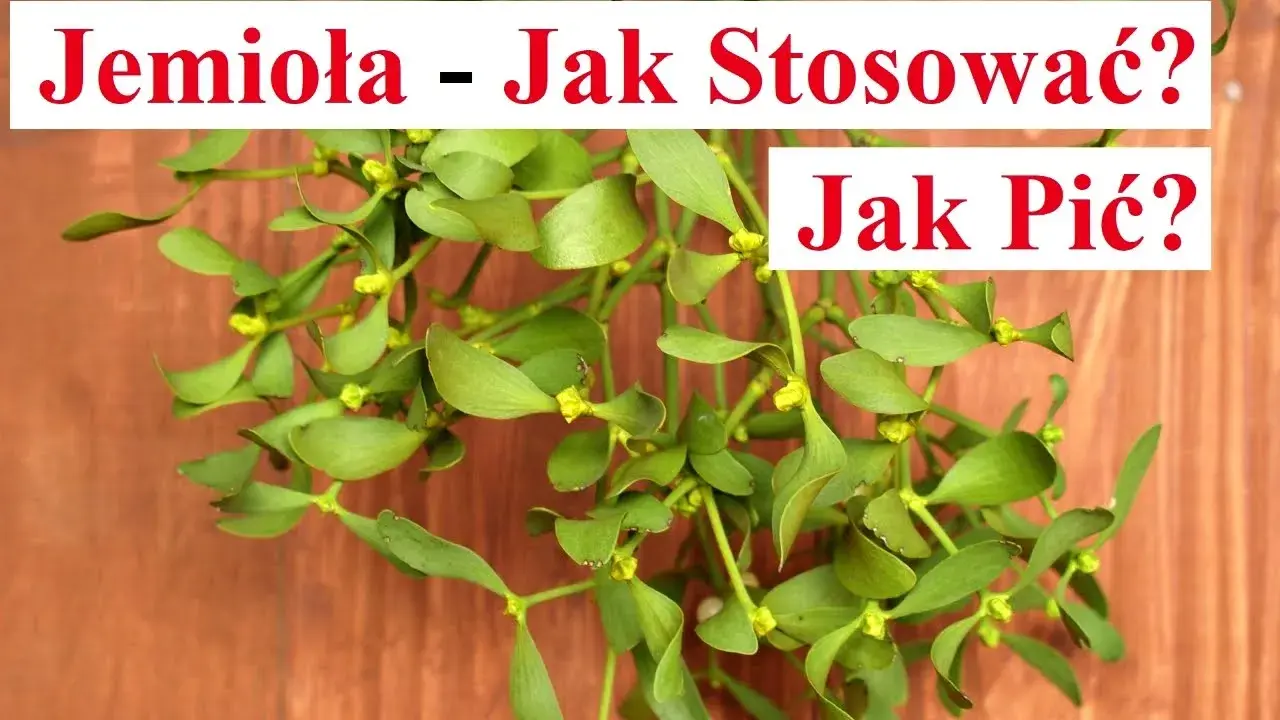 Jak parzyć herbatę z jemioły, aby wydobyć jej pełnię smaku
