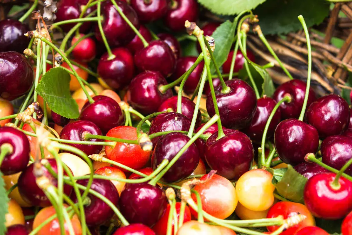 Gros plan sur des cerises rouges et jaunes, certaines avec des tiges vertes. Un cerisier autofertile promet une récolte abondante.