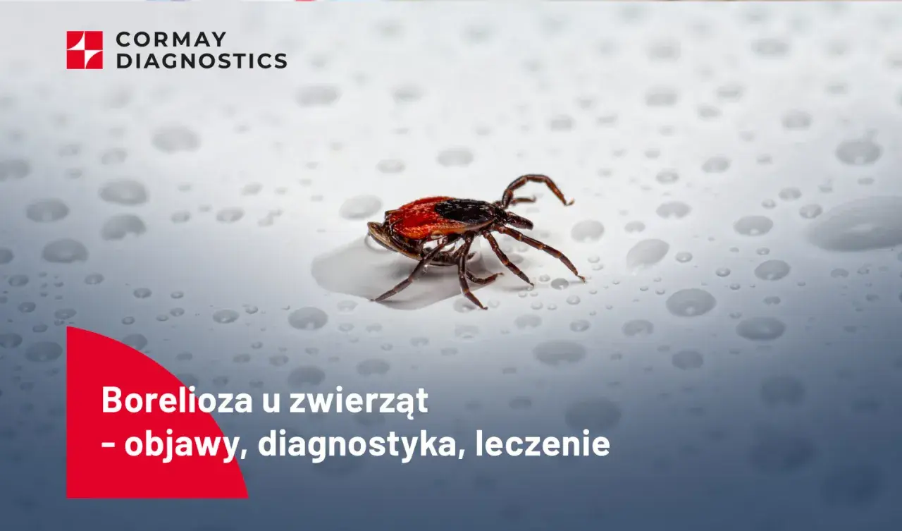 Kleszcz na mokrej powierzchni.