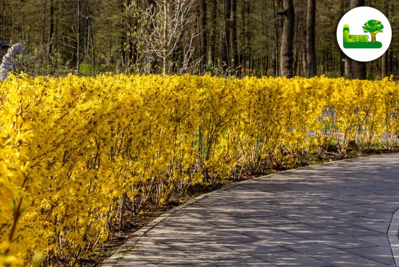 Eine leuchtend gelbe Forsythie als Hecke säumt einen geschwungenen Weg im Park.