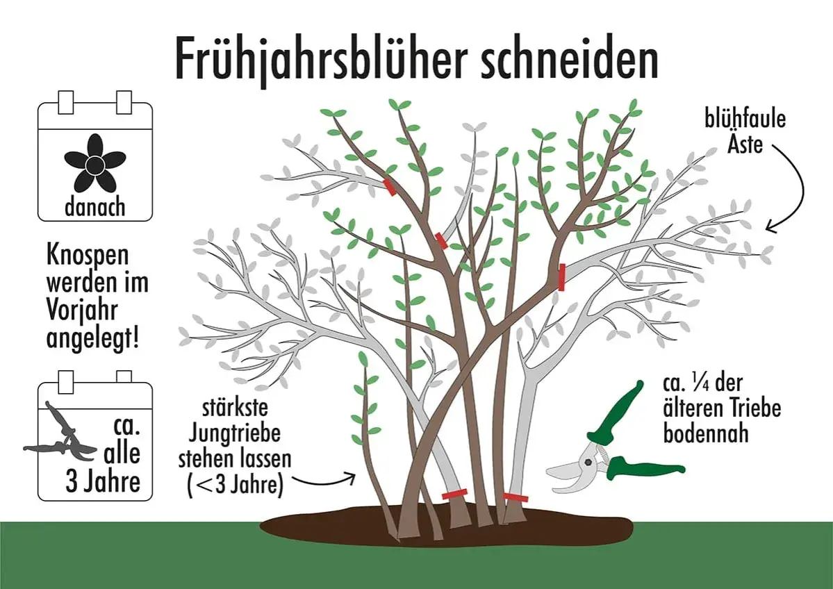 Anleitung zum **deutzie schneiden**: Knospen werden im Vorjahr angelegt. Blühfaule Äste entfernen, ca. ¼ ältere Triebe bodennah schneiden. Stärkste Jungtriebe stehen lassen.
