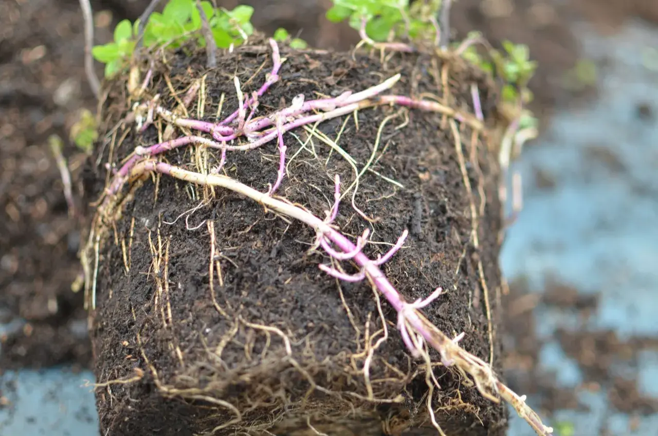 Ein Wurzelballen mit vielen feinen Wurzeln und einigen dickeren, violetten Trieben. Dies ist ein Beispiel für eine Minze, die eine Wurzelsperre benötigt, um sich nicht unkontrolliert auszubreiten.