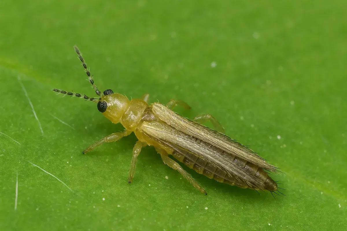 Eine gelbliche Larve von Thripsen mit langen Fühlern und Flügeln sitzt auf einem grünen Blatt.