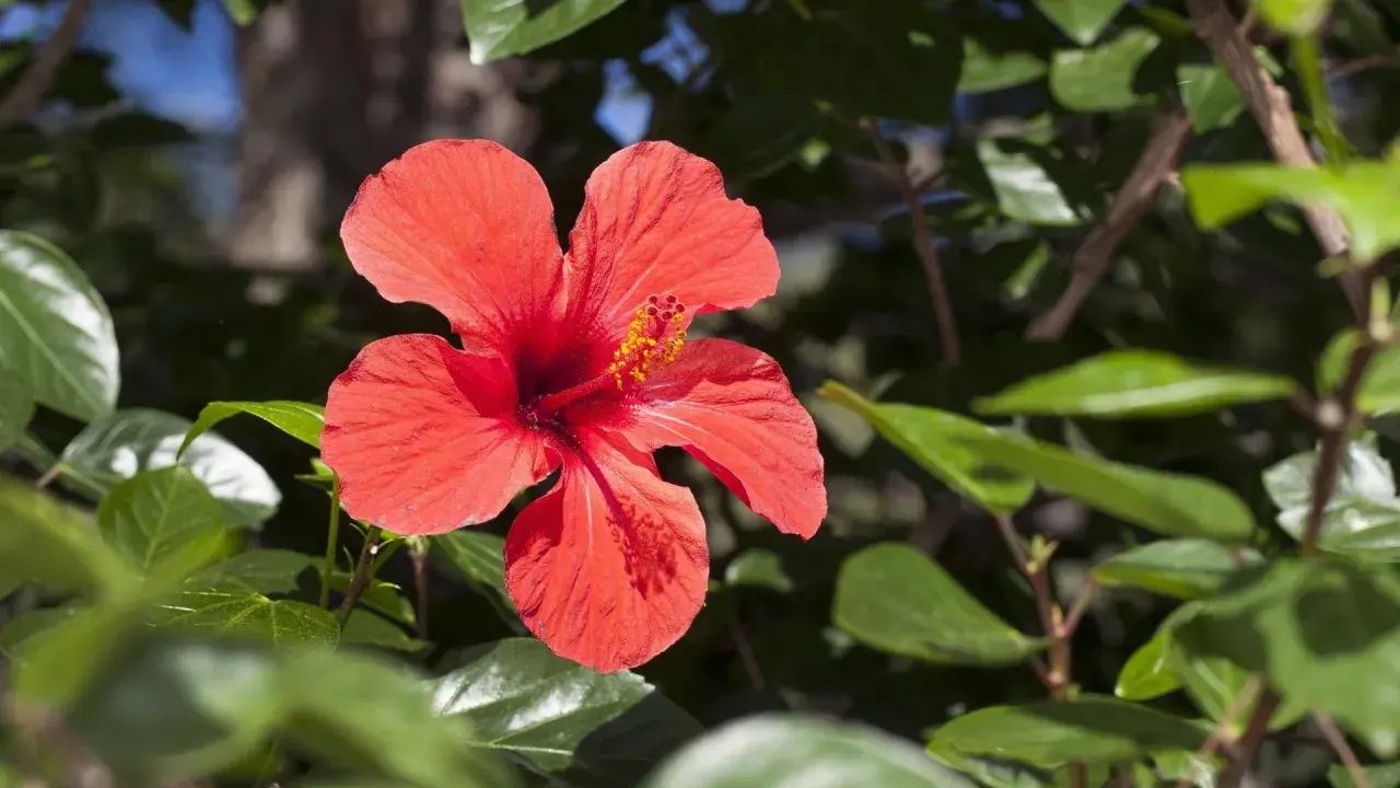 Eine leuchtend rote Hibiskusblüte, umgeben von grünen Blättern. Die Hibiskus Vermehrung ist verboten, aber die Schönheit bleibt.