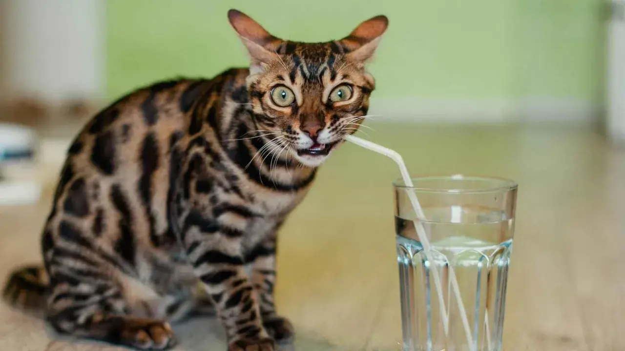 Gato bengalí con pajita en la boca, bebiendo de un vaso. ¡Parece que mi gato no bebe agua de otra forma!