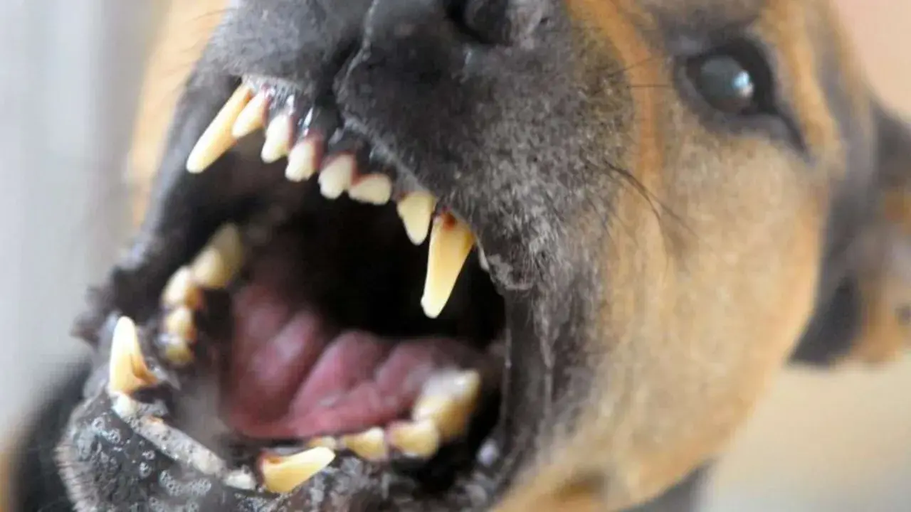 Ein Hund fletscht seine Zähne. Das Fletschen zeigt seine scharfen Reißzähne und warnt vor Aggression.