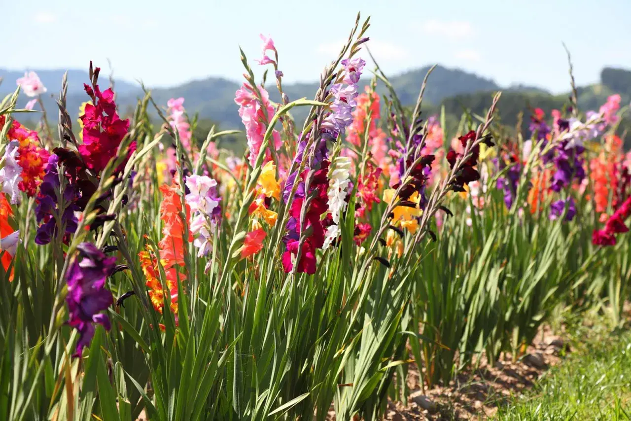 Buntes Feld mit Gladiolen. Die Gladiolen pflanzen blühen in vielen Farben, von Rot und Rosa bis Lila und Gelb, vor einer sanften Hügellandschaft.