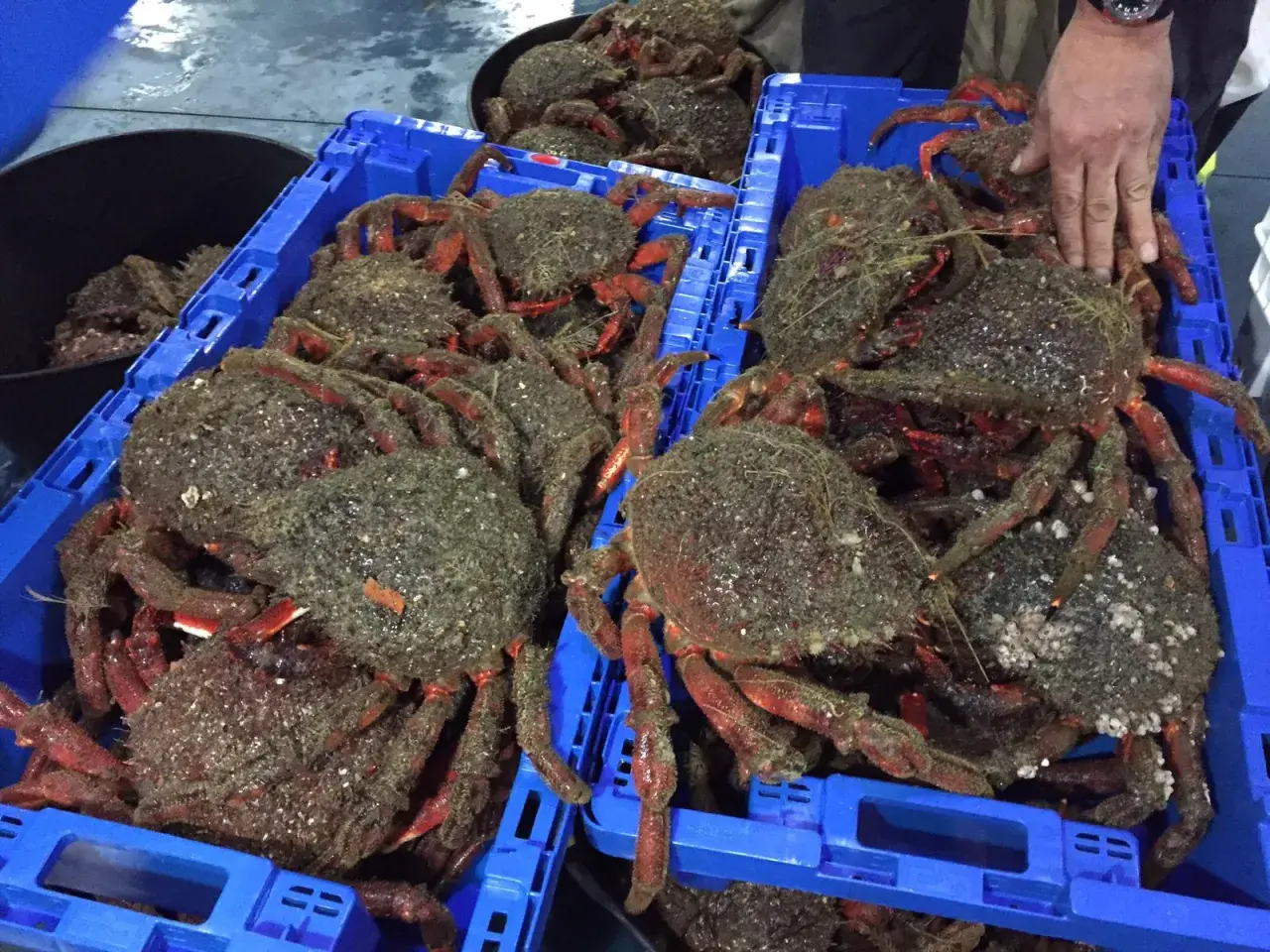Cajas azules llenas de centollas recién capturadas, listas para la veda centolla. Sus patas rojas y caparazones cubiertos de algas destacan.