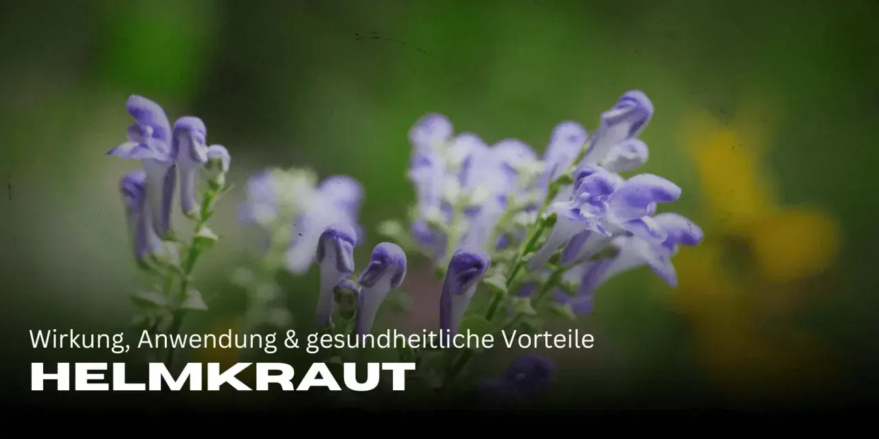Zarte lila Blüten des Helmkrauts vor grünem Hintergrund. Die Wirkung des Helmkrauts ist vielfältig.