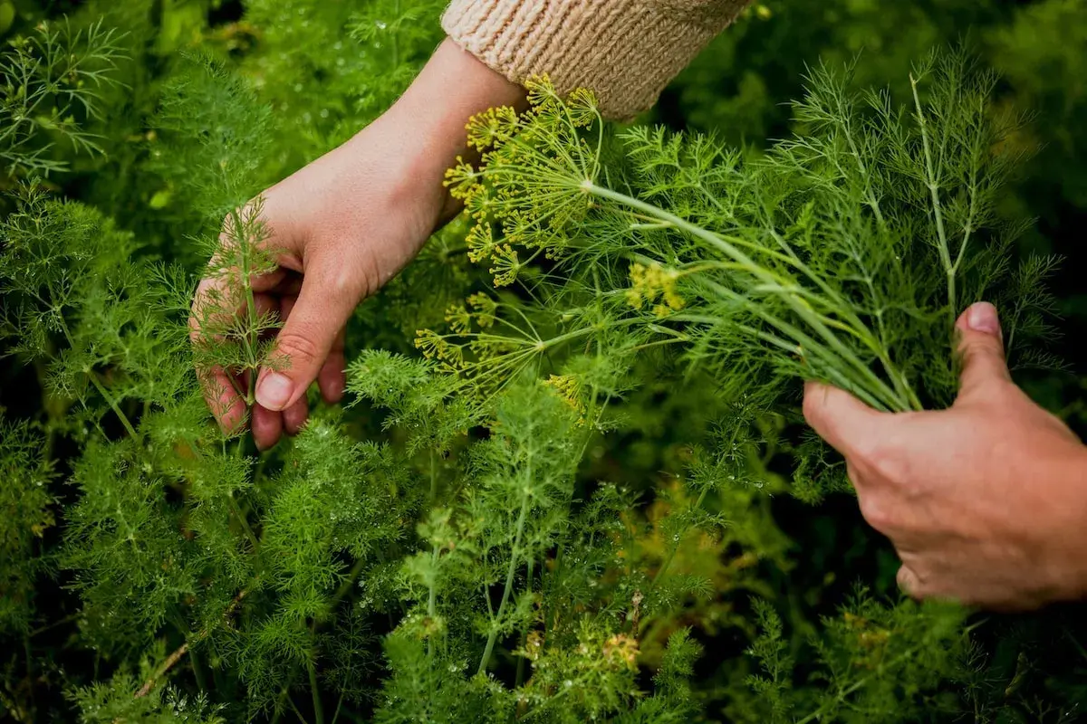 Hände ernten frischen Dill. Zarte grüne Zweige und gelbe Blütenstände sind zu sehen.