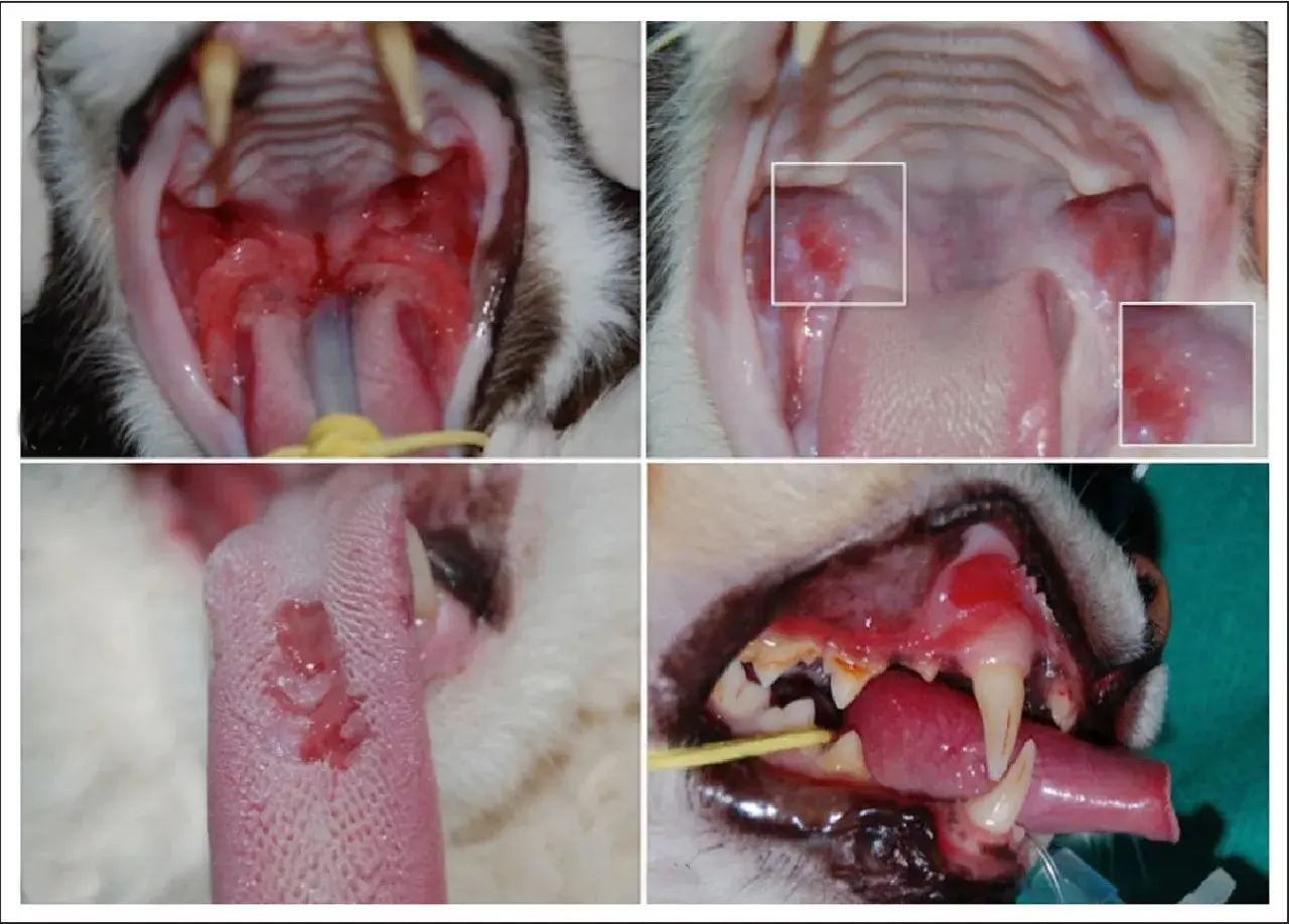 Katzen mit Calicivirus zeigen oft wunde Mäuler und Zungen. Die Lebenserwartung einer Katze mit Calicivirus hängt von der Schwere der Infektion ab.