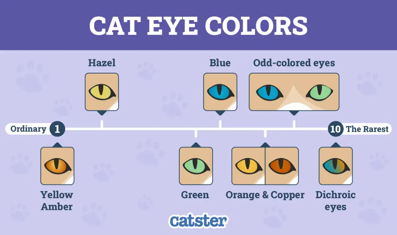 Chart of cat eye colors, showing ordinary types like yellow, amber, hazel, blue, and green, plus rarer odd-colored and dichroic eyes.