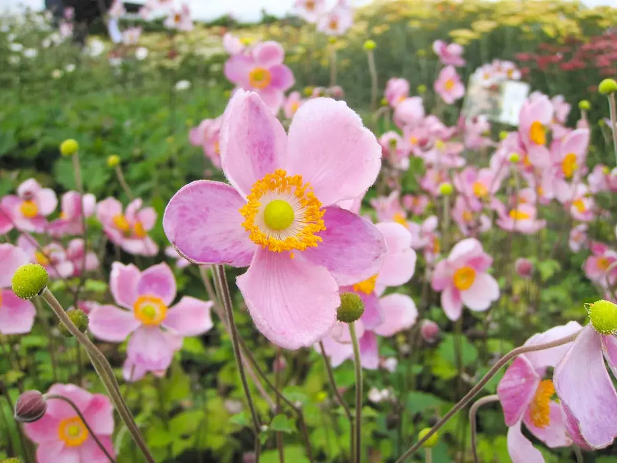 Gros plan sur une **anémone fleur** rose pâle aux pétales délicats et au cœur jaune vif. D'autres fleurs similaires parsèment le fond verdoyant.