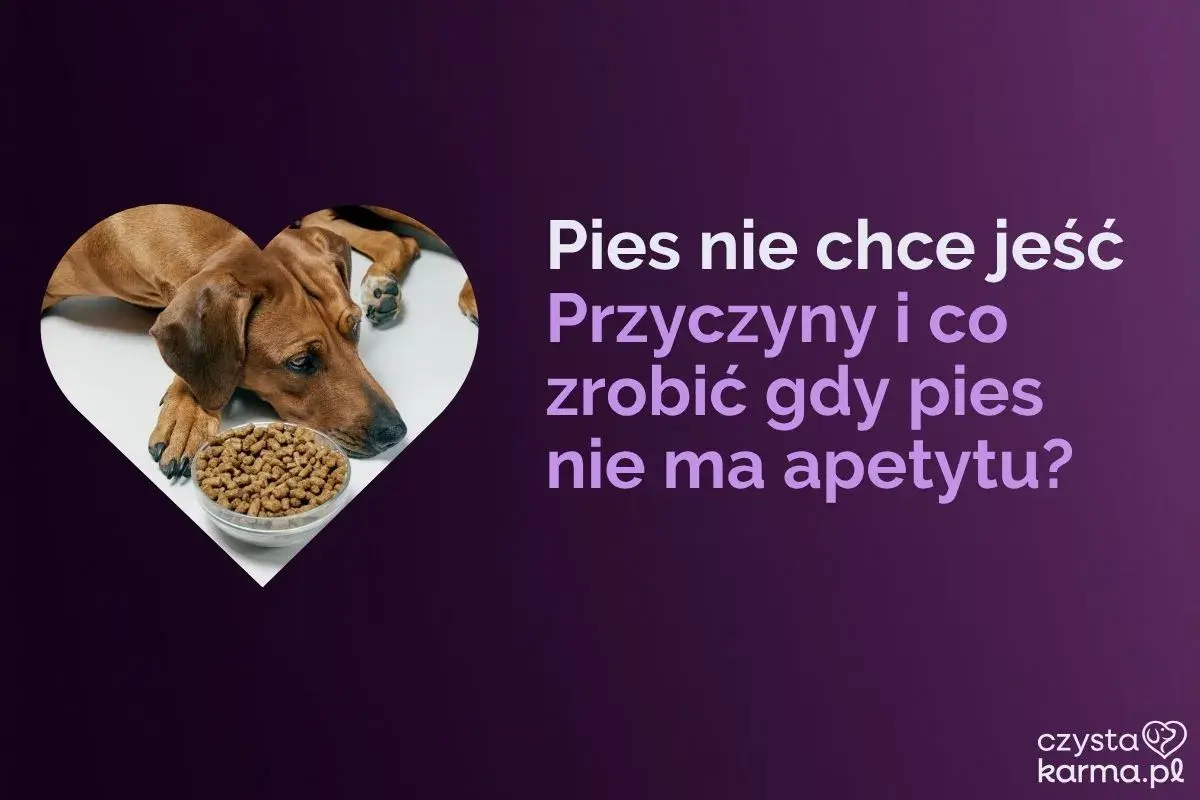 Smutny pies obok miski z jedzeniem. Dowiedz się o domowych sposobach na brak apetytu u psa i jego przyczynach.
