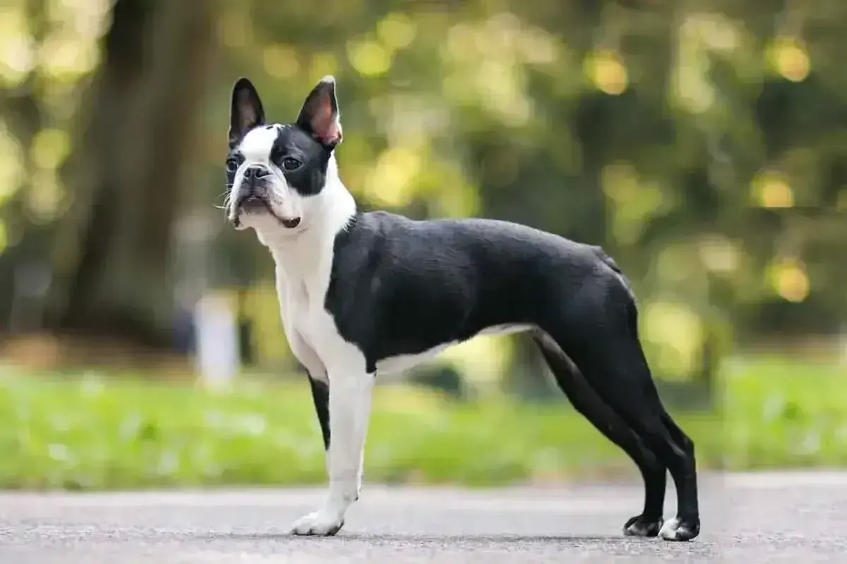 Elegancki boston terier w czarno-białej szacie stoi na tle zieleni.