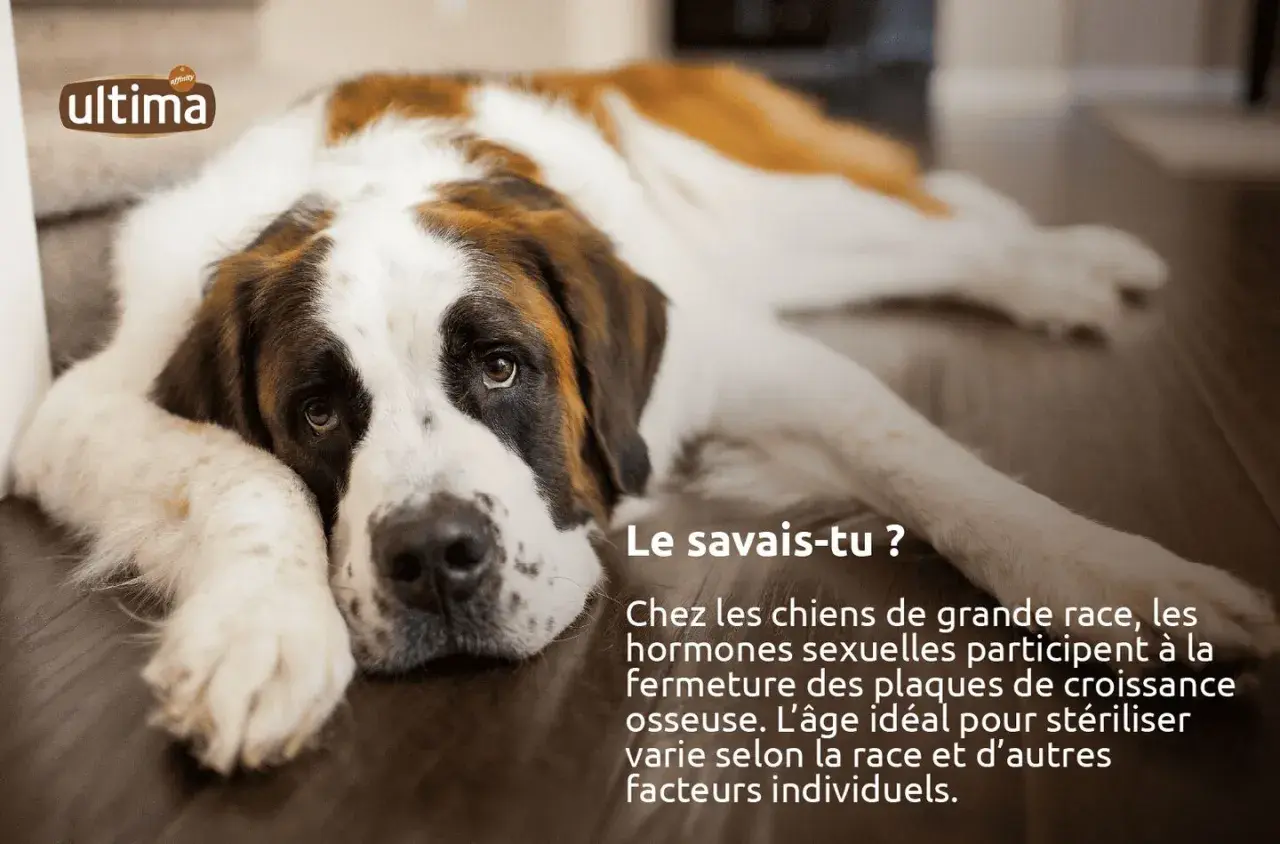 Un Saint-Bernard se repose. Saviez-vous que l'âge idéal quand stériliser chienne de grande race dépend de sa croissance osseuse ?