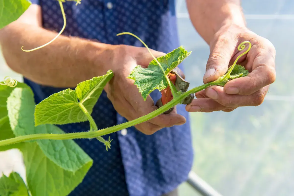 Mains d'un jardinier taillant une tige de concombre avec des ciseaux. La taille du concombre est essentielle pour une bonne croissance.