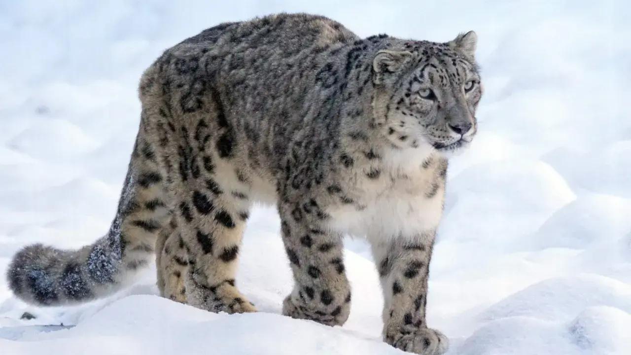 Leopardo de las nieves en la nieve, listo para cazar. Su dieta se basa en animales de montaña.
