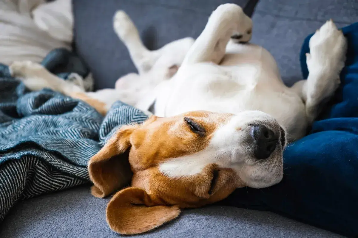 Ein Hund in entspannter Schlafposition liegt auf dem Rücken, Pfoten in der Luft. Er träumt süß auf einer Decke.