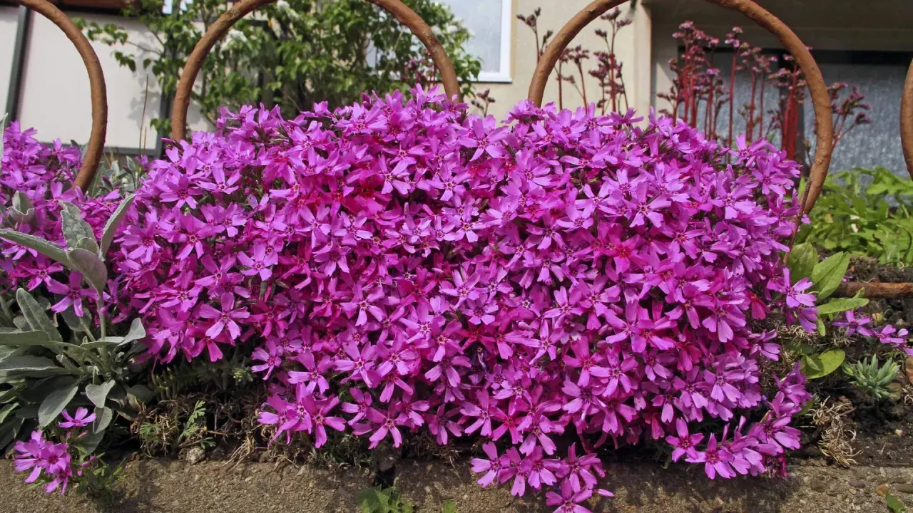 Ein Teppich aus pinken Phloxblüten bedeckt den Boden. Der ideale **Phlox Standort** ist sonnig, um diese Blütenpracht zu ermöglichen.