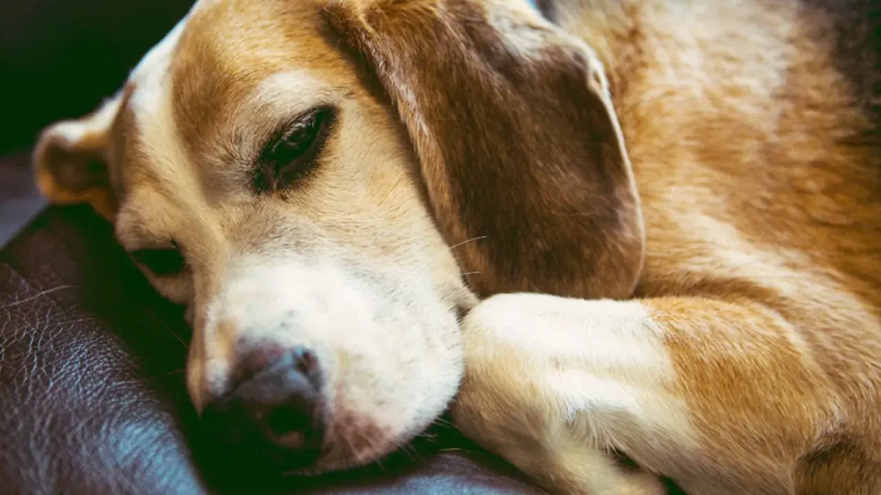 A beagle rests its head on its paws, eyes partially open. Do dogs sleep with their eyes open? This sleepy pup seems to be proving it's possible.
