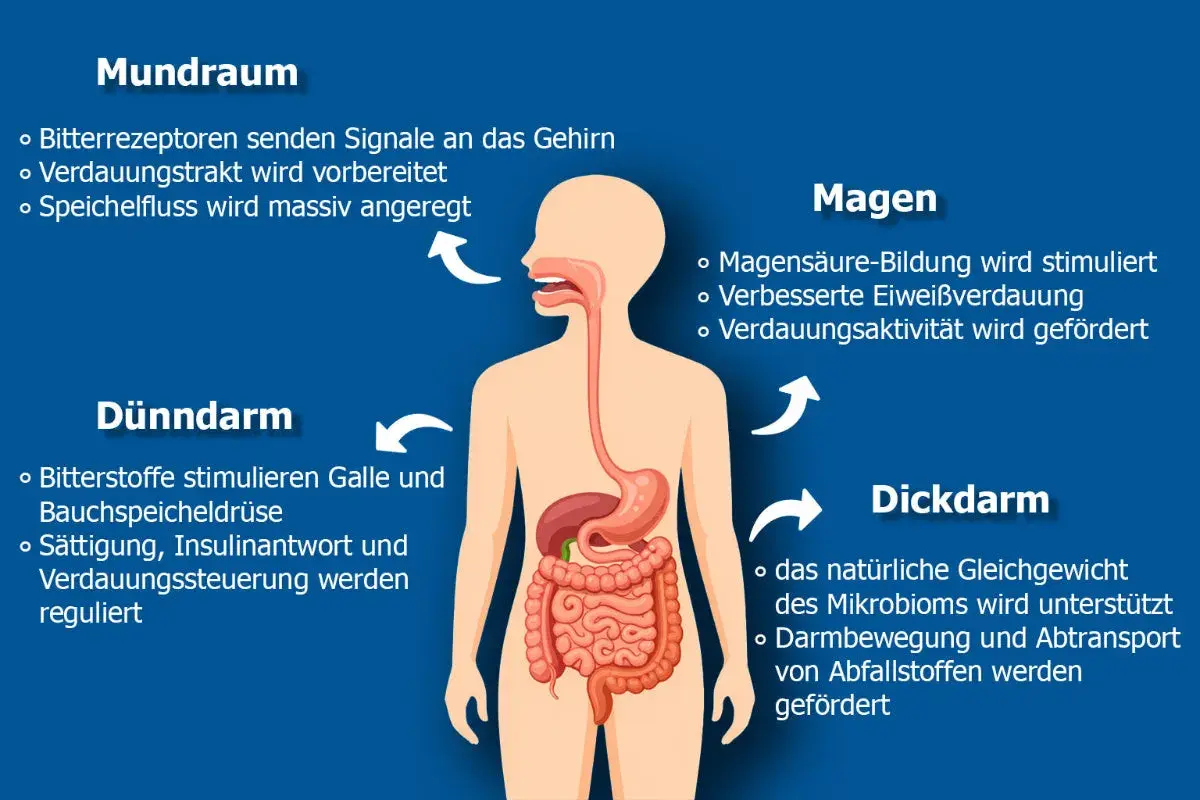 Grafik zeigt, was Bitterstoffe im Körper bewirken: Sie bereiten den Verdauungstrakt vor, regen Speichelfluss an, fördern Magensäurebildung und unterstützen das Mikrobiom.