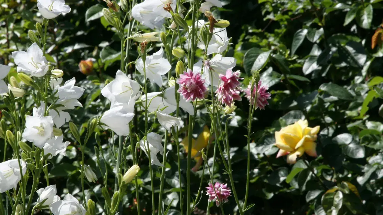 Weiße Glockenblumen und rosafarbene Akelei blühen im Garten. Ein schöner ballonblume standort.