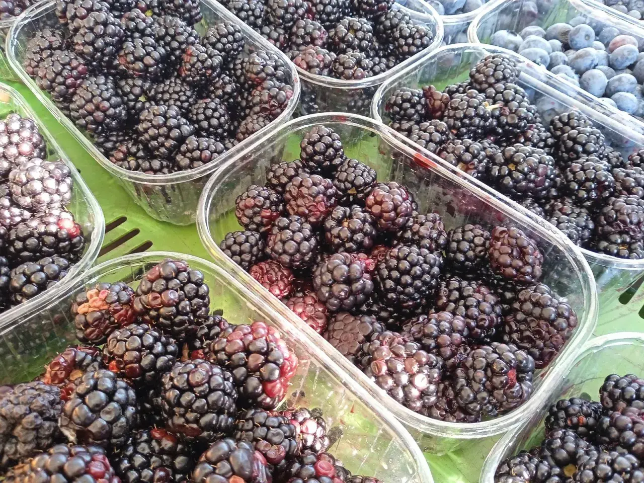 Frische Brombeeren in Plastikschalen. Darf Hund Brombeeren essen? Ja, in Maßen sind sie ein gesunder Snack für Hunde.