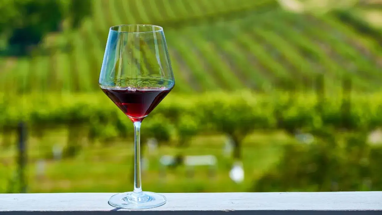 Calice di vino rosso su un tavolo con vigneti verdi sullo sfondo, un assaggio dei migliori vini.