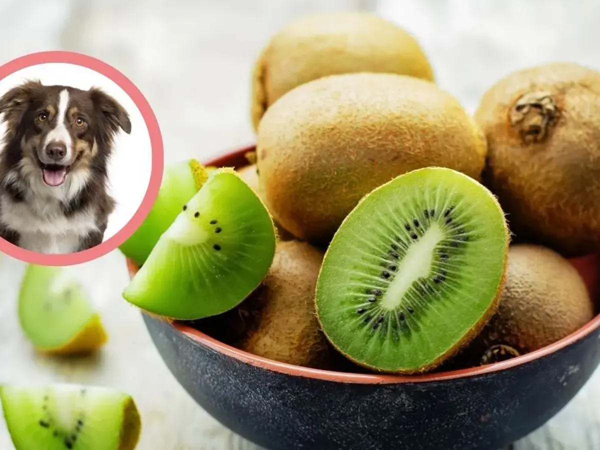Czy pies może kiwi? Uśmiechnięty piesek patrzy na miskę pełną soczystych kiwi.