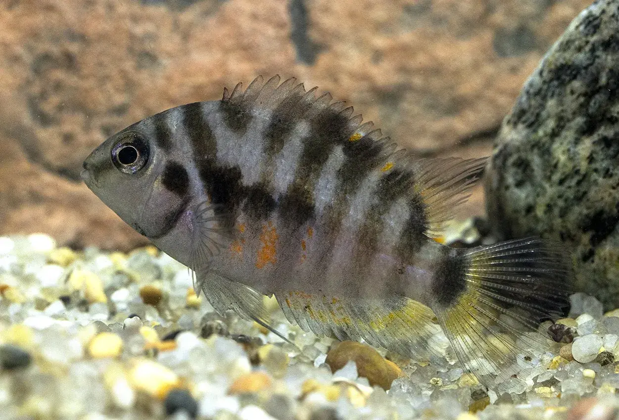 En sebracichlid simmar över grusig botten. Fisken har svarta och grå ränder, med inslag av orange.