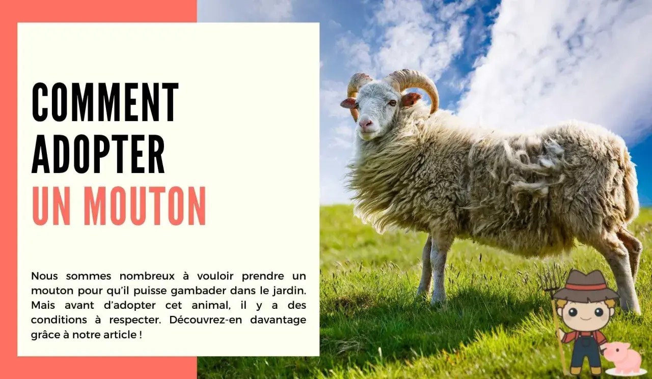 Un mouton à cornes se tient dans un pré verdoyant. L'image suggère comment adopter un mouton.