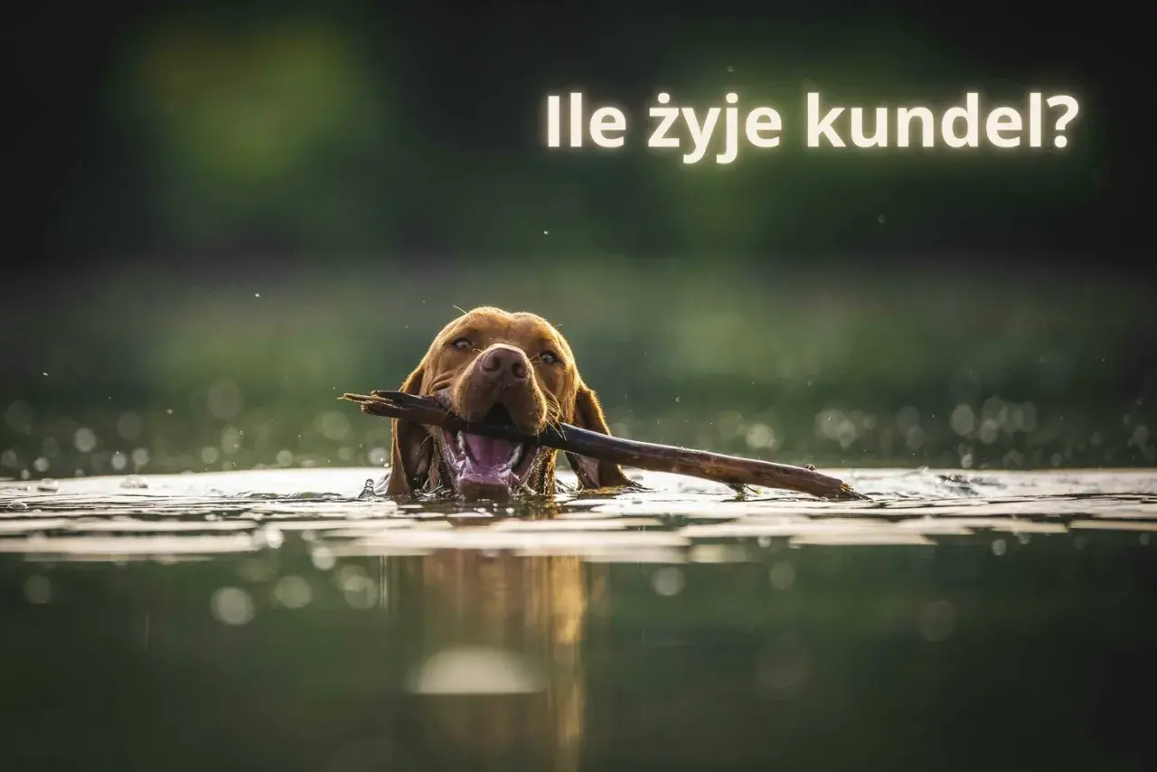 Szczęśliwy pies z patykiem w pysku pływa w jeziorze. Warto wiedzieć, jak długo żyją psy kundelki, by cieszyć się nimi jak najdłużej.