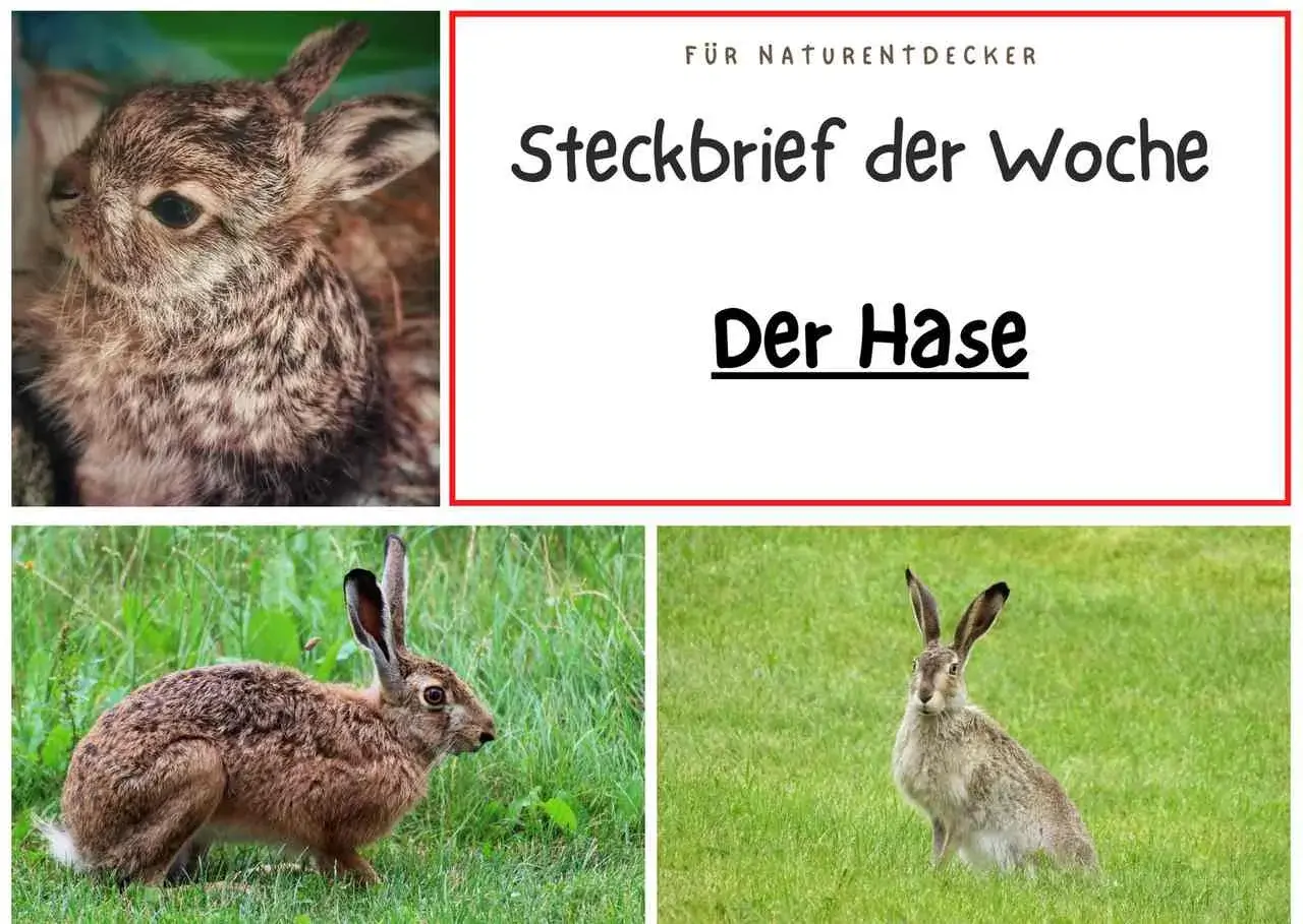 Steckbrief der Woche: Der Hase. Ein süßer Hase im Nahaufnahme, ein Feldhase im Gras und ein weiterer Hase auf einer grünen Wiese.
