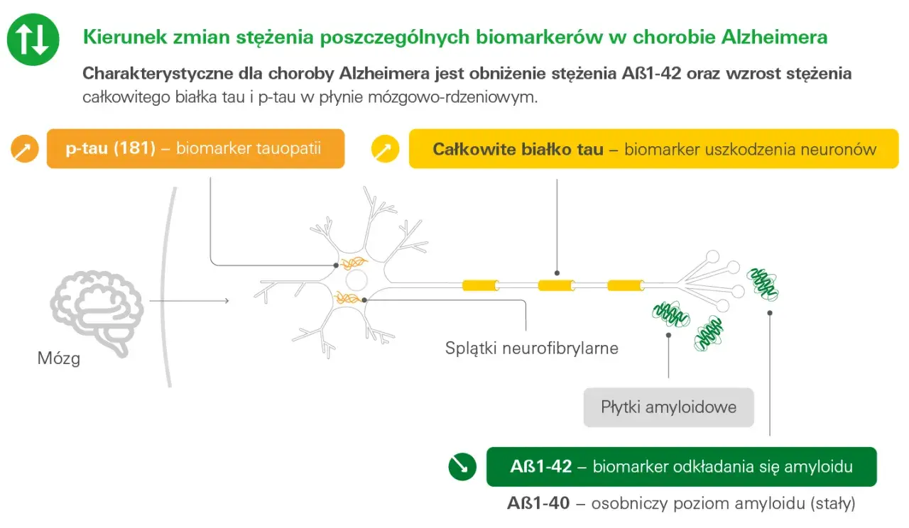 Schemat przedstawia zmiany białka tau i amyloidu w chorobie Alzheimera. Wzrost p-tau (181) i całkowitego białka tau wskazuje na uszkodzenie neuronów.