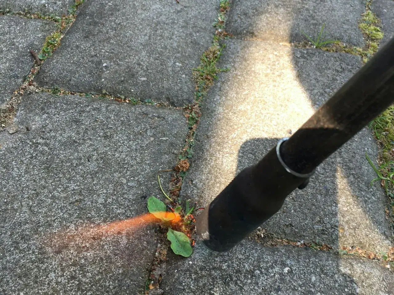 Verktyg används för att rensa mellan plattor. En liten planta med gröna blad syns, omgiven av grus och sprickor i stenläggningen.