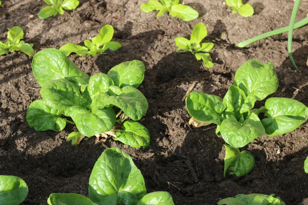 Frisch gewachsener Spinat im Beet, bereit, roh gegessen zu werden. Die grünen Blätter glänzen im Sonnenlicht.