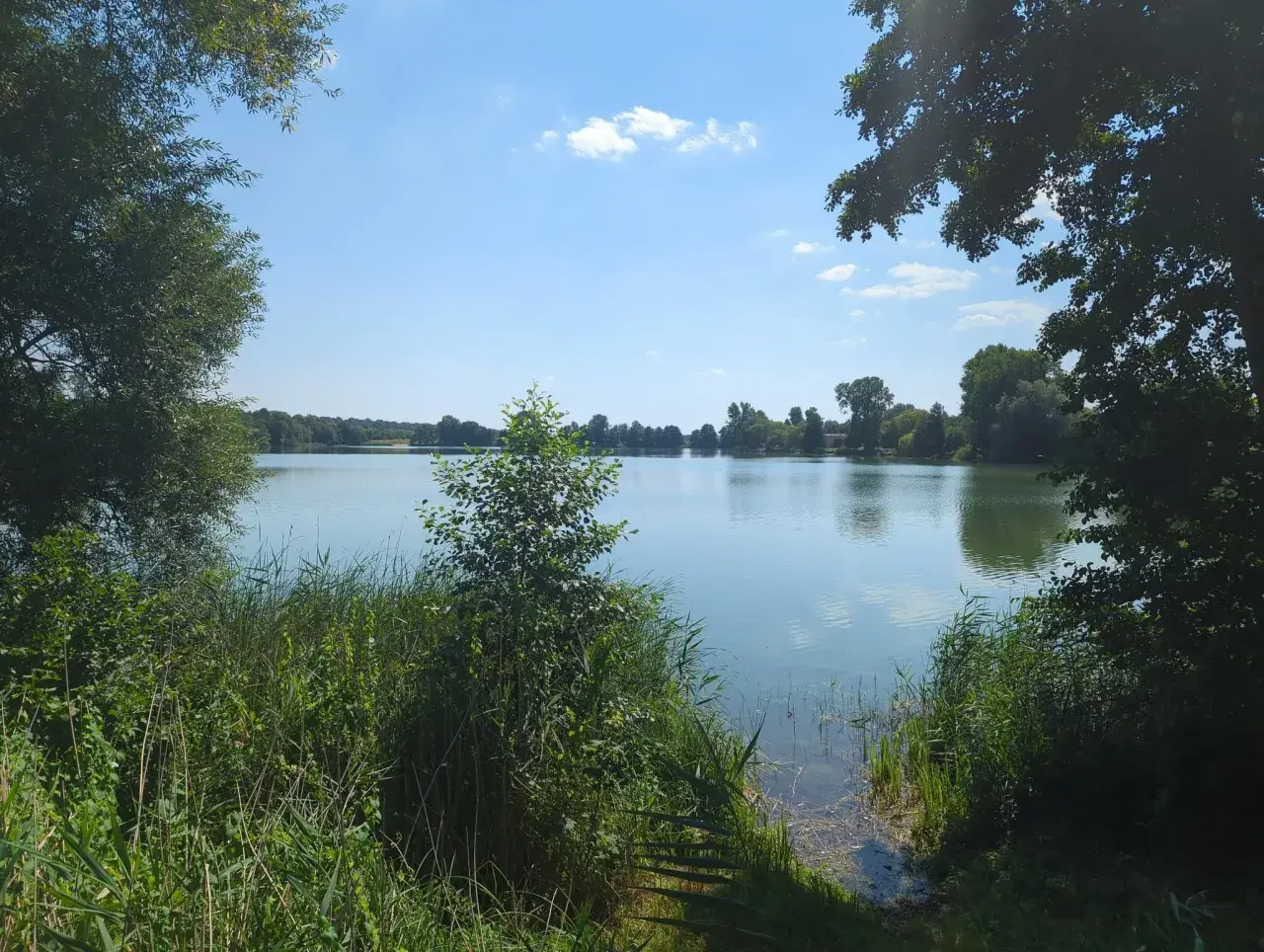 Spokojne żnin jezioro otoczone zielenią drzew i trzcin, z błękitnym niebem i białymi chmurami odbijającymi się w wodzie.