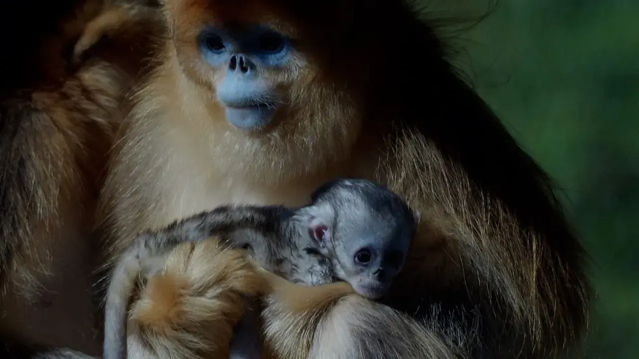 Un tierno mono de nariz chata, con su cría acurrucada, muestra la dulzura de la maternidad en la naturaleza.