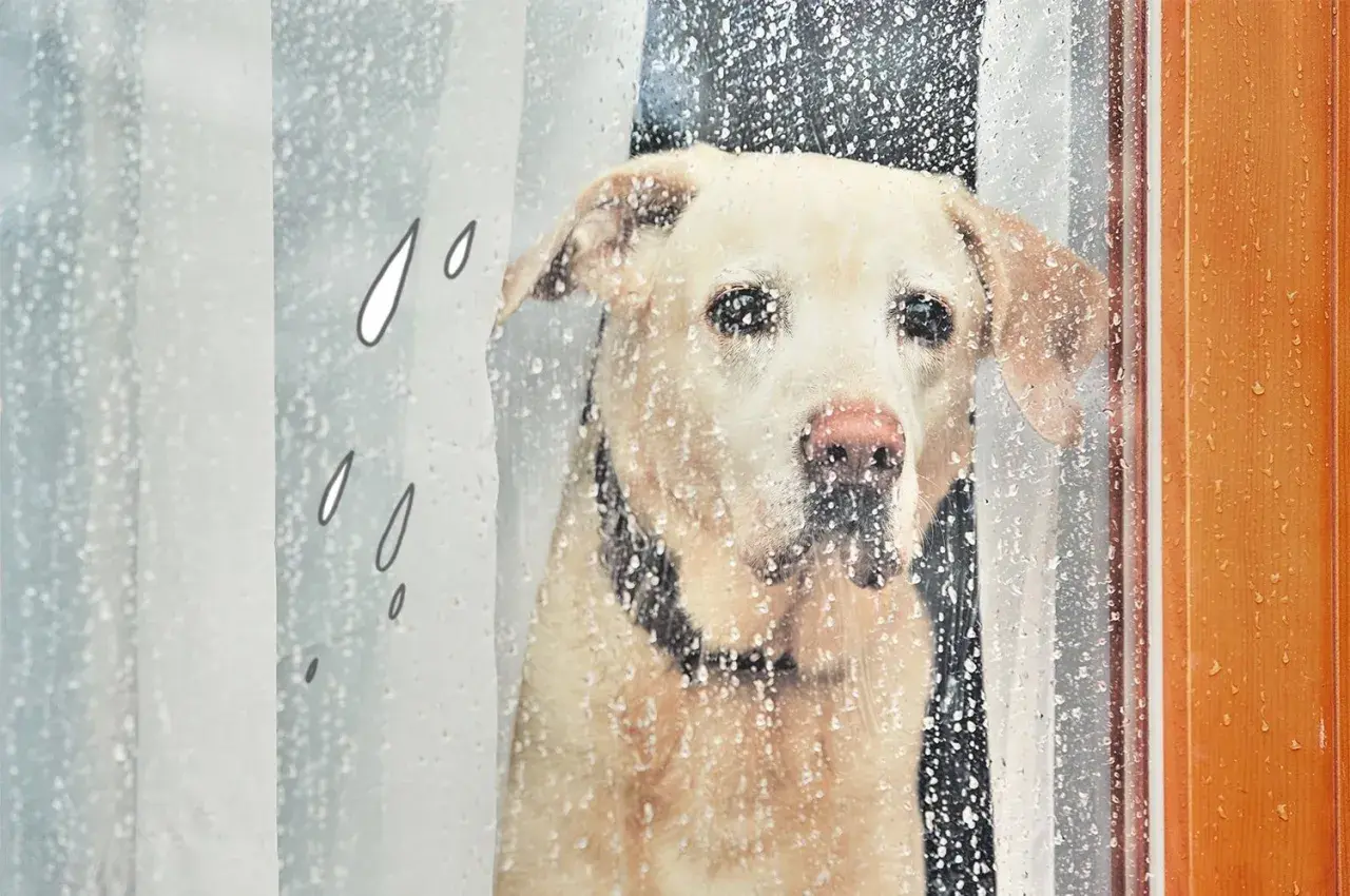 Ein Hund schaut traurig durch ein regennasses Fenster. Er hat keine Lust, bei diesem Wetter rauszugehen.