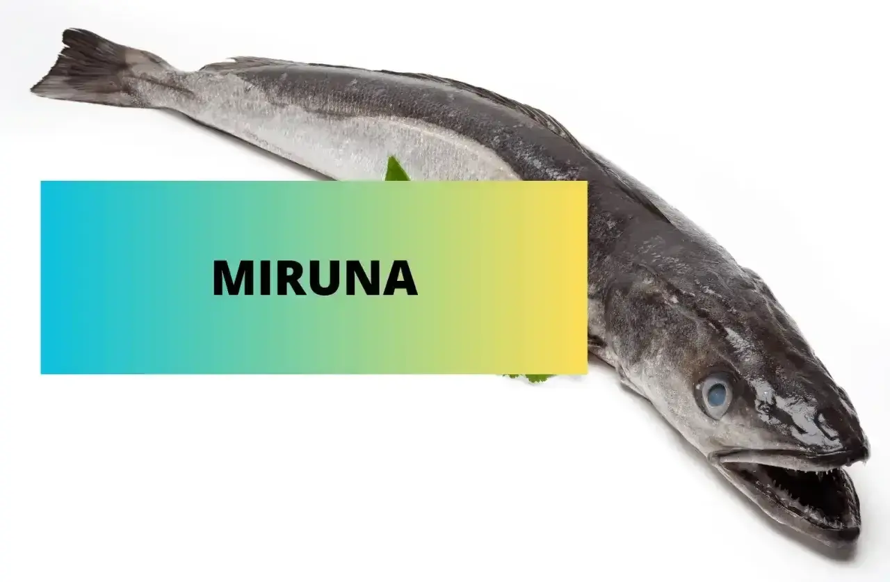 Miruna co to za ryba? Długi, ciemny dorsz morski, idealny na obiad.
