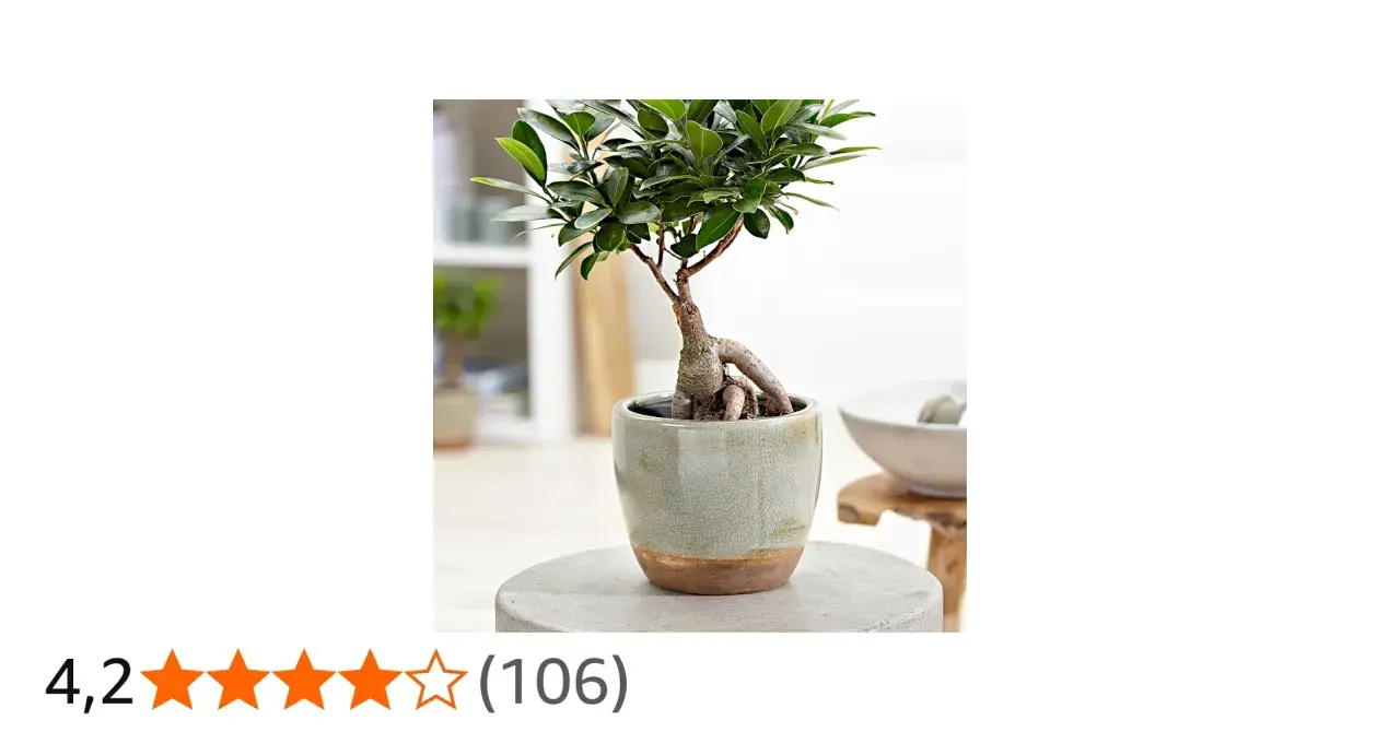 En vacker ficus microcarpa ginseng bonsai med tjocka rötter i en grå kruka.