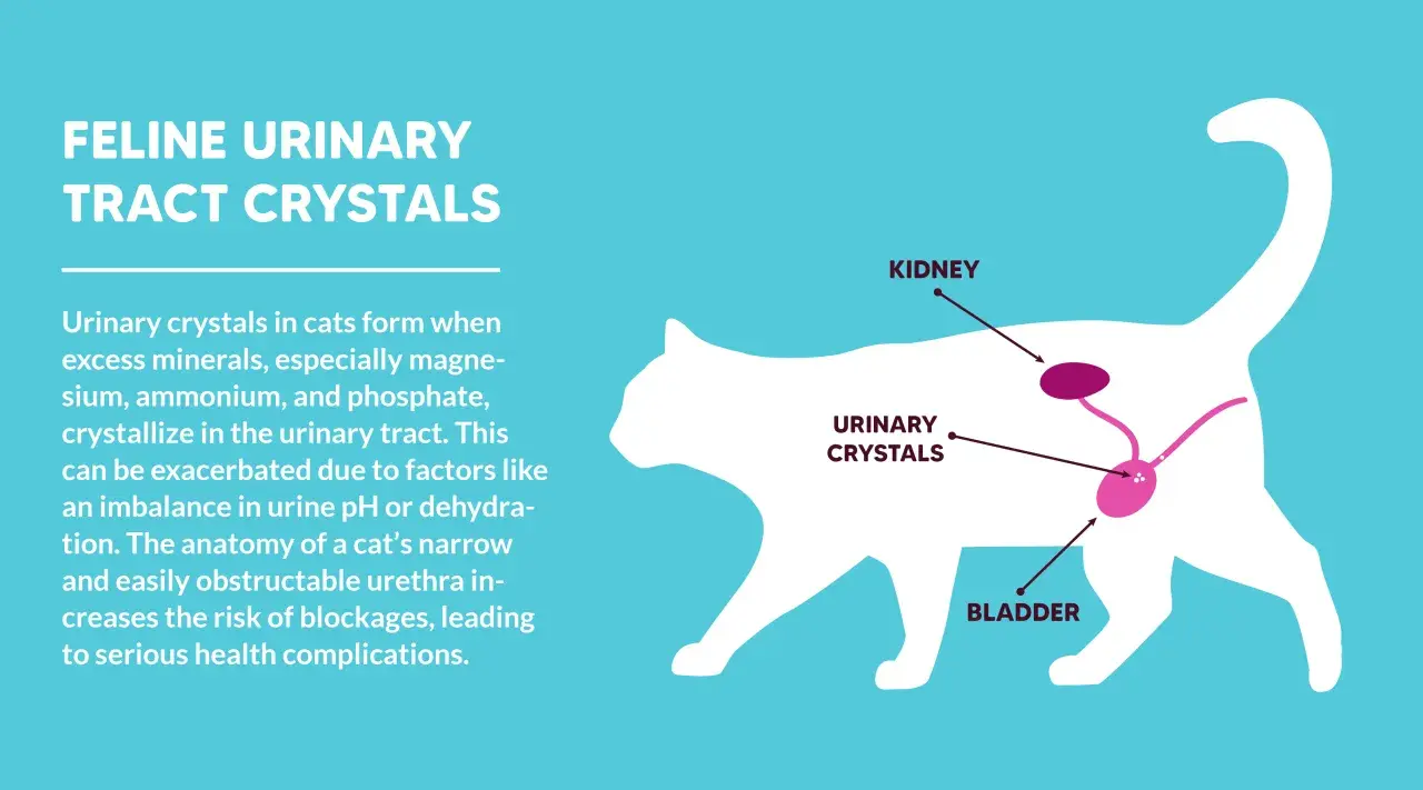 Diagram showing feline urinary tract crystals forming in a cat's bladder and kidneys due to excess minerals in urine.