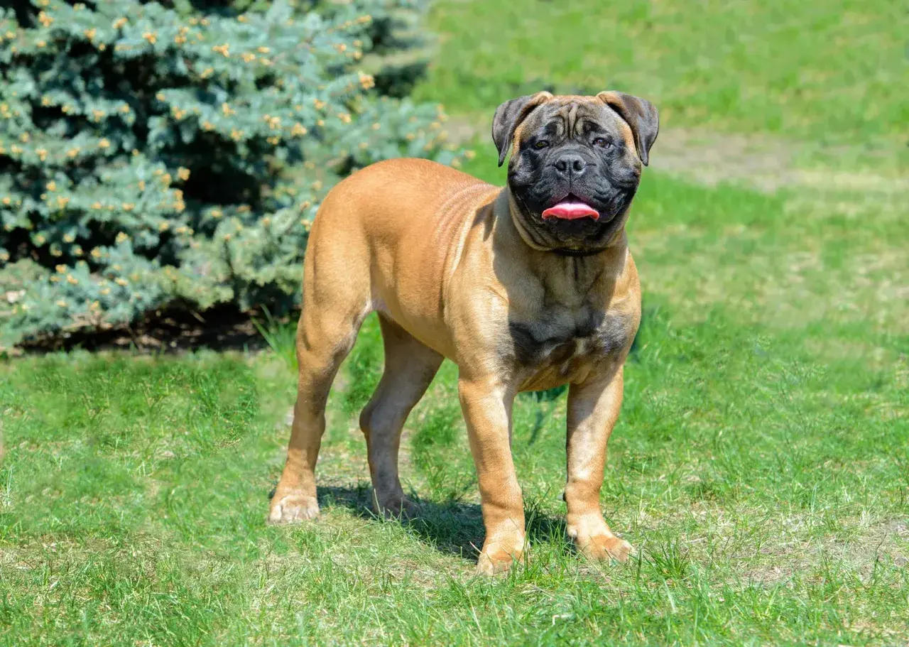 Ein stattlicher Bullmastiff steht auf einer grünen Wiese vor einem Nadelbaum. Seine Zunge hängt heraus, er scheint zufrieden.