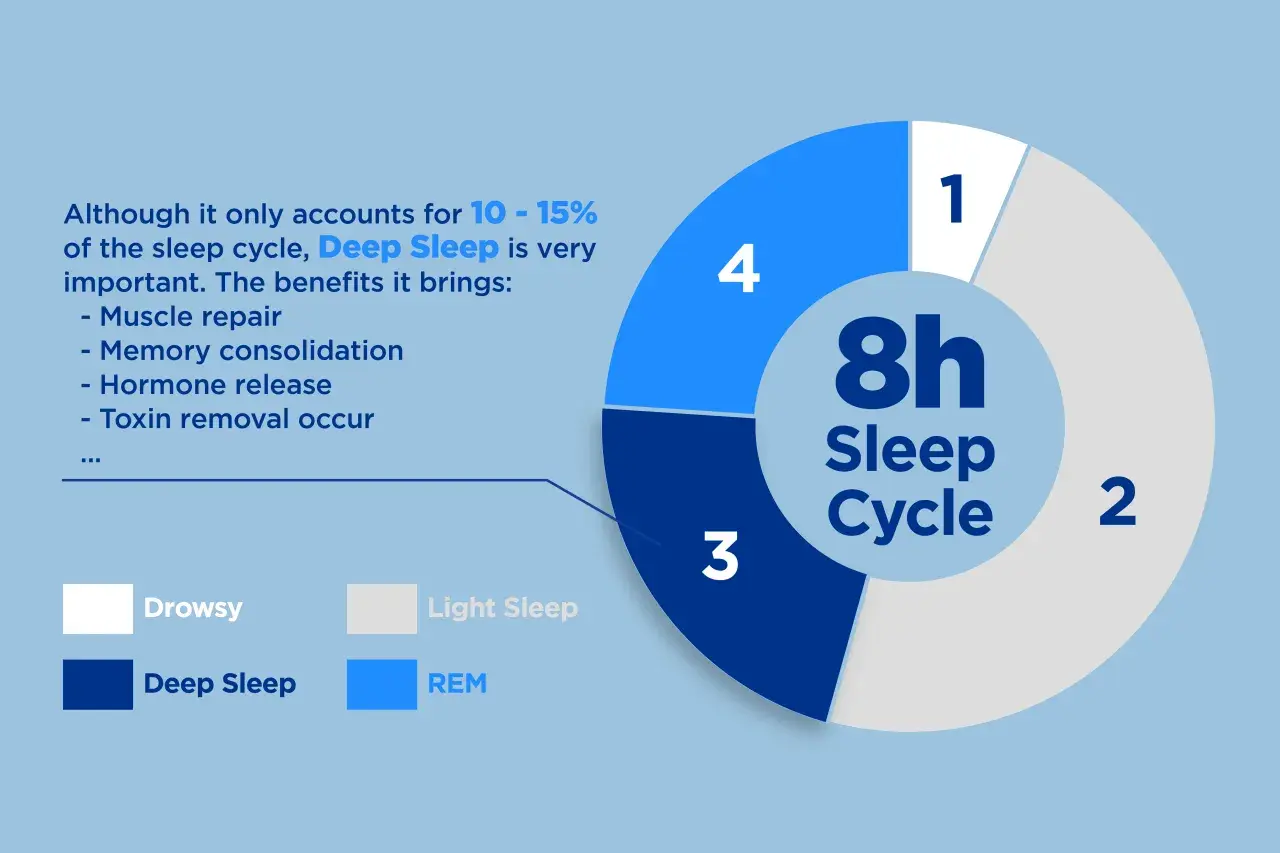 Deep Sleep is vital for muscle repair & memory. The image shows an 8h sleep cycle, with deep sleep being 10-15%.
