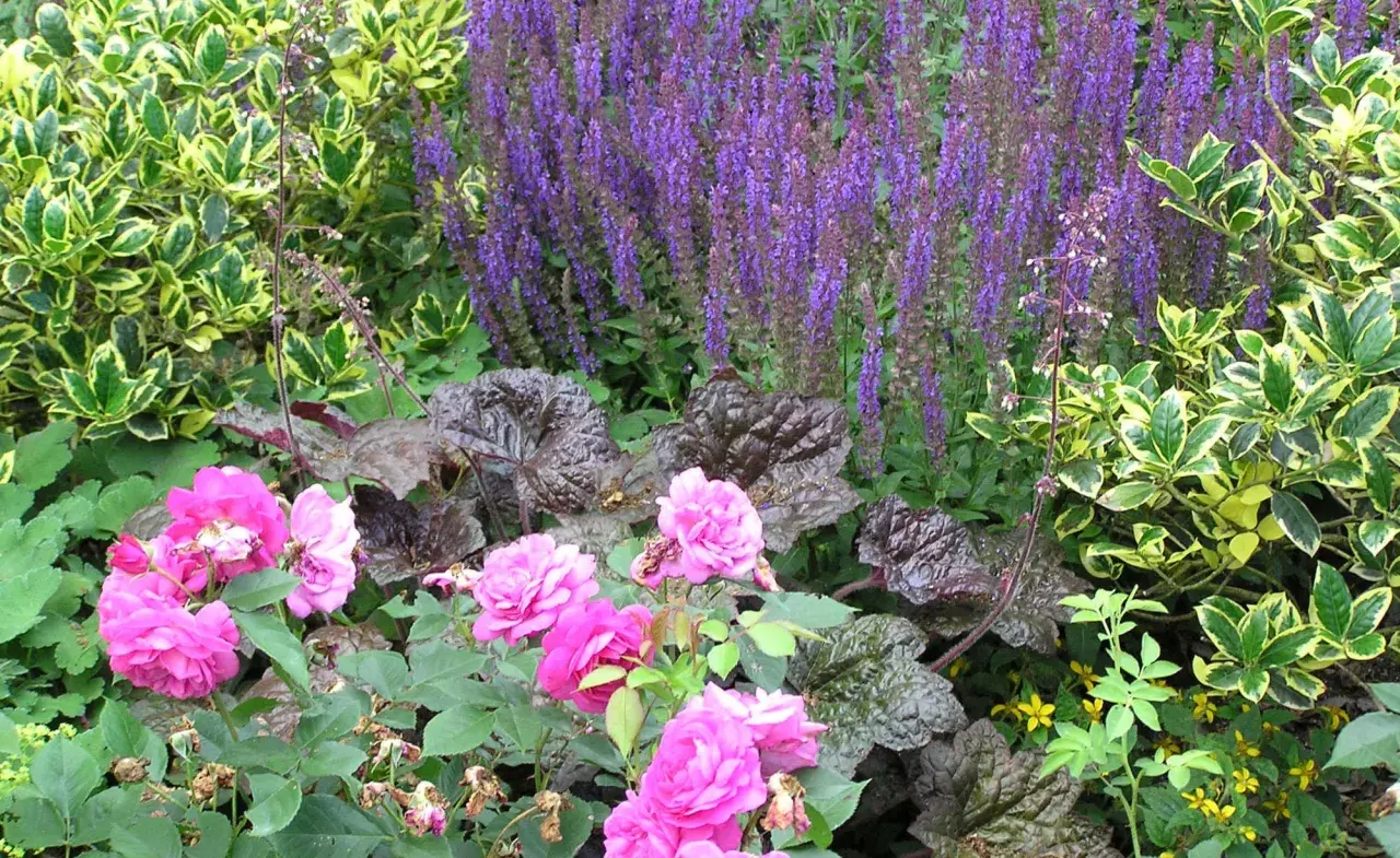 Moderne Beet-Ideen: Rosa Rosen, violette Salbei und bunte Blätter harmonieren in diesem üppigen Garten.