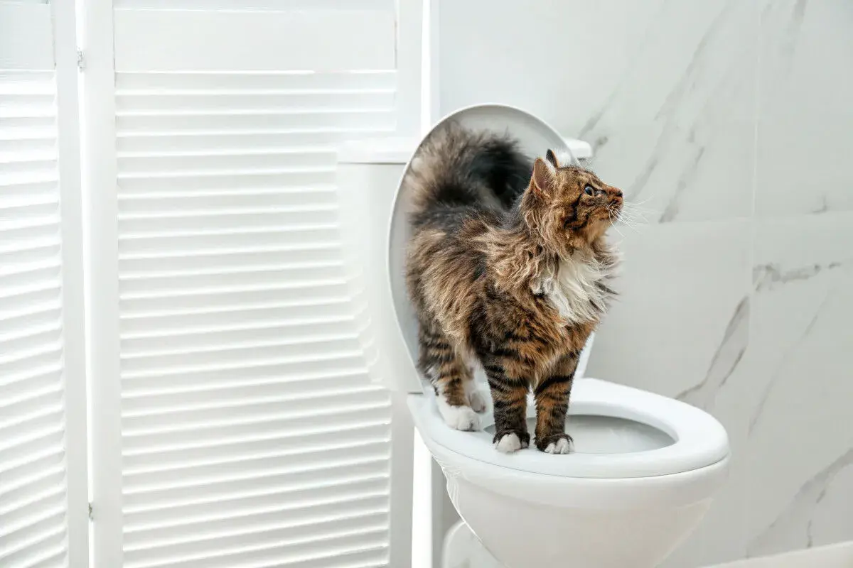 Gato curioso en el inodoro. ¿Será que los **olores para que los gatos no orinen** funcionan?