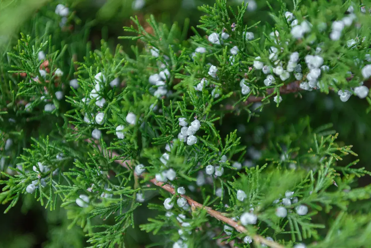 Ramas verdes de enebro con pequeñas bayas blancas, donde se produce el polen.