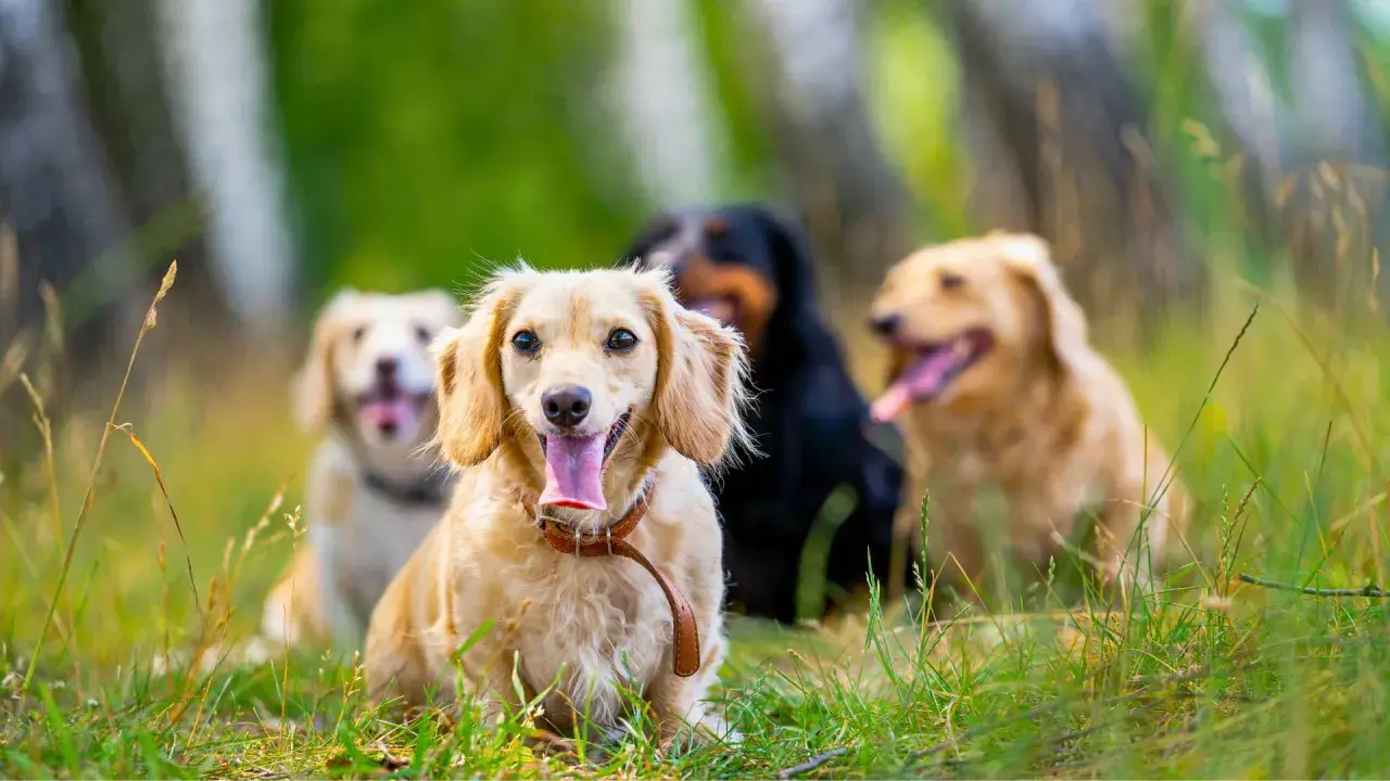 Grupo de perros pequeños para casa, sentados en la hierba, con el hocico hacia adelante y la lengua fuera.