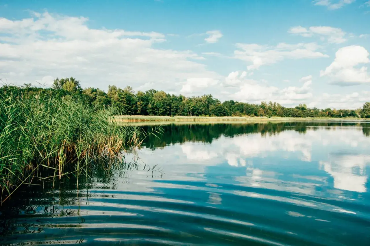 Grüne Schilfhalme am Ufer eines Sees, der die bewölkte blaue Himmel und den Wald spiegelt. Ein idyllischer Ort für Badeseen Leipzig.